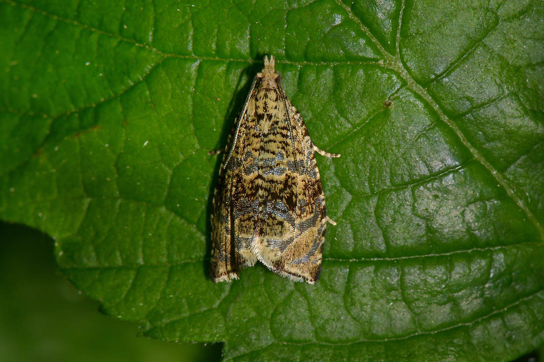 Choreutidae? No, Tortricidae: Celypha lacunana